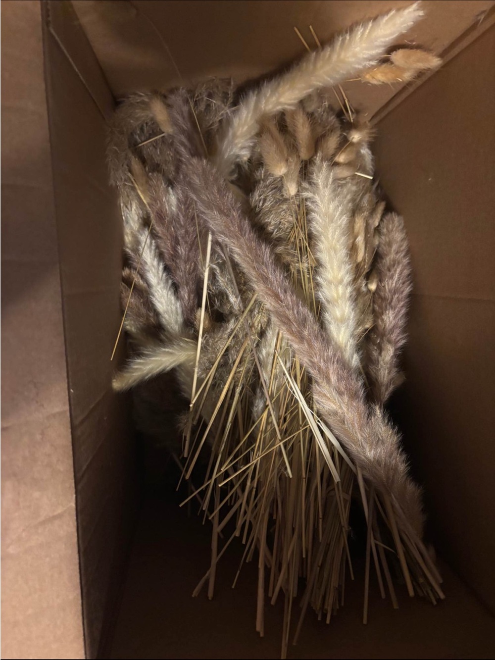 Neutral Dried Pampas Grass Bundle - Beige & Cream